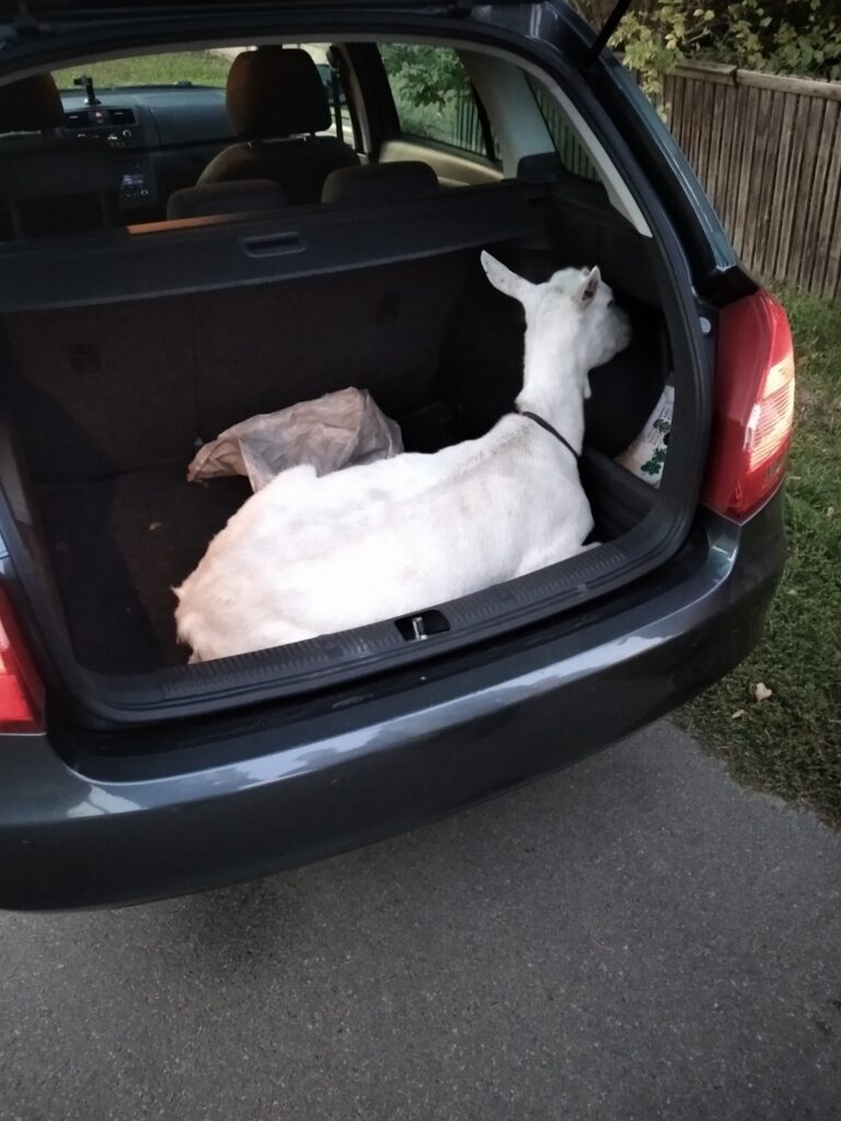 Коза в багажнике